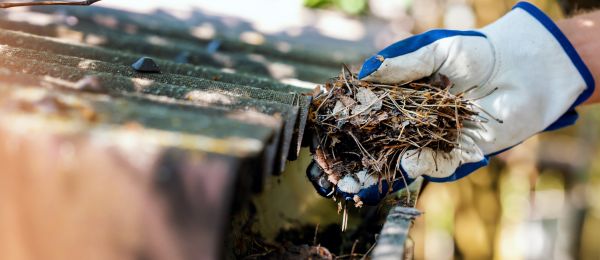 Pine Needle Gutter Cleaning in Greensboro